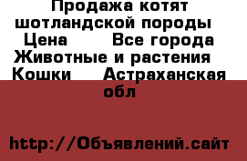 Продажа котят шотландской породы › Цена ­ - - Все города Животные и растения » Кошки   . Астраханская обл.